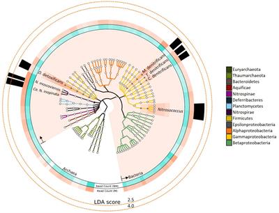 The Genomic Potentials of NOB and Comammox Nitrospira in River Sediment Are Impacted by Native Freshwater Mussels